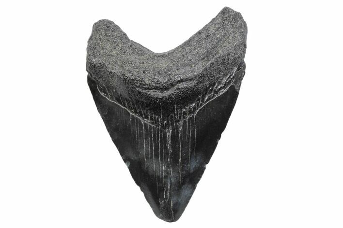 Juvenile Megalodon Tooth - South Carolina #370171